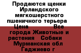Продаются щенки Ирландского мягкошерстного пшеничного терьера › Цена ­ 30 000 - Все города Животные и растения » Собаки   . Мурманская обл.,Гаджиево г.
